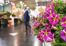 Westhoff's Caliplosion Candy.